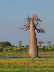 Baobab 