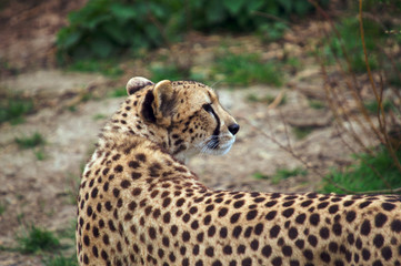 Cheetah