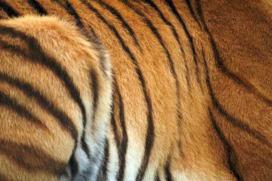 Amur Tiger Skin