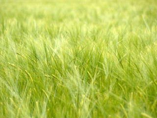 Green wheat field