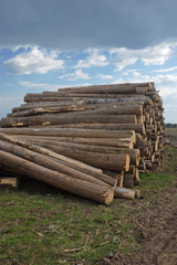 The prepared forest product for export