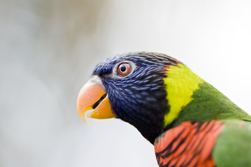 Head of Parrot