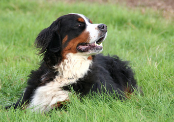 Berner Sennen Hund