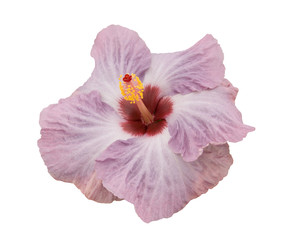 Obraz premium Hibiscus Violetta
