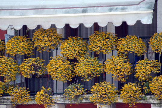 Fiori Gialli