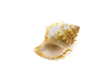 Mollusk shell