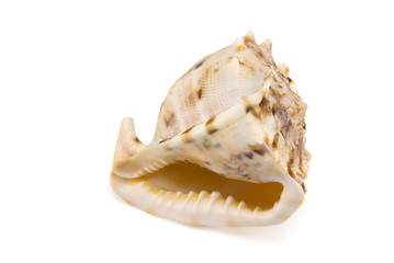 Mollusk shell