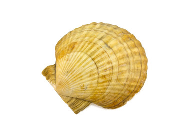 Mollusk shell