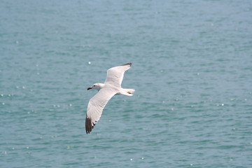 Fototapeta na wymiar Seagull soaring above the blue sea.