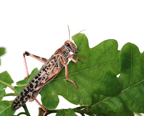 Locust