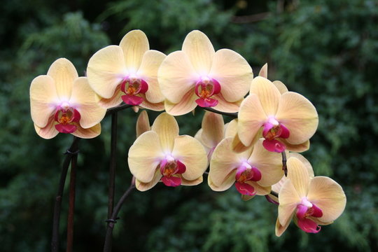 Fototapeta orchidée