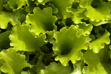 Fototapeta na wymiar Bed with green salad