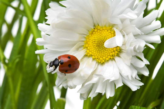 Ladybird in a daisy