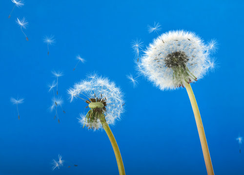 Fototapeta Dandelions blowing in the wind