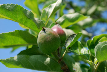 young Apple