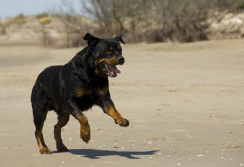rottweiler en vacances