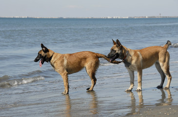 two young malinois on the beach