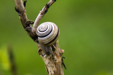 Snail on a branch