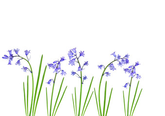 Spring Bluebells