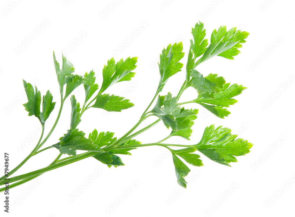 Sticker Isolated Parsley