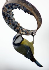 Vogel