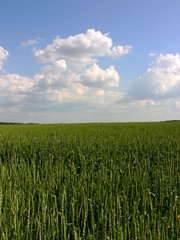 Barley field
