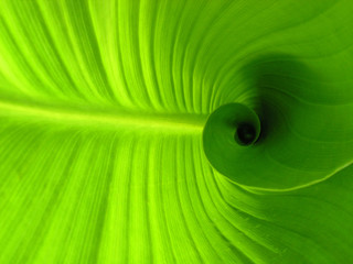 Spiral leaf - Powered by Adobe