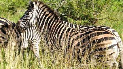 Fototapeta na wymiar Parc Kruger Afrique du Sud