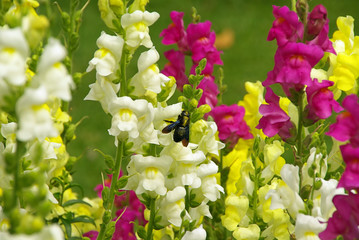 Löwenmaul - snapdragon 02