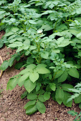 plan de pomme de terre