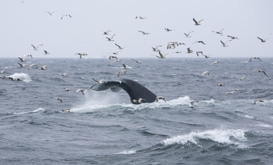 Obraz premium Whale Tail 5