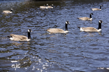 Gaggle of Geese on Water 2