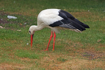 Storch