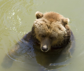 Fototapeta premium Brown bear swimming in cold water
