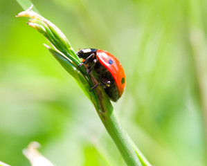 ladybird on blade