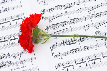Red carnation flower on musical notes page