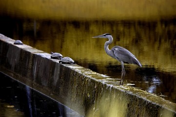 egret looking for fish at the lakesides
