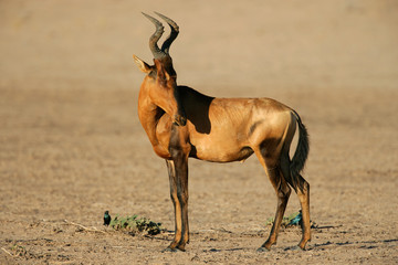 Red hartebeest, Kalahari desert, South Africa
