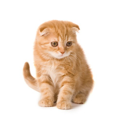 cute kitten