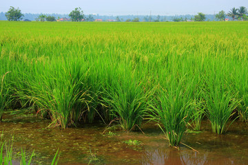 Rice Paddy Field - 7958254