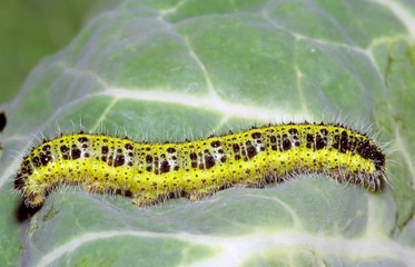 Large White Butterfly caterpillar - Pieris brassicae