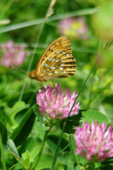 Grand nacré sur un trèfle