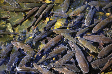 Thailand Chanthaburi National Park