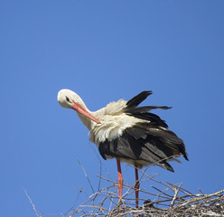 White Stork ( Ciconia ciconia )