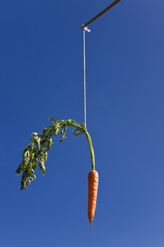 Carrot on a stick