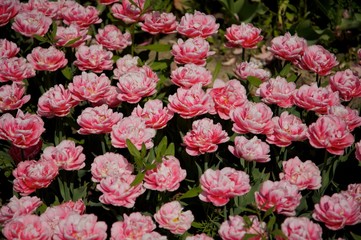 Fototapeta premium tulips 2