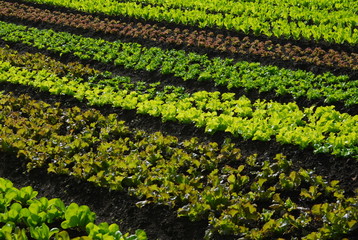 Vegetable field