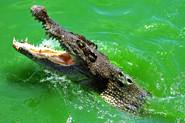 wildlife view of a swimming crocodile