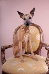 windhund greyhound mit schmuck dekadent