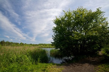 Obraz premium pond 3